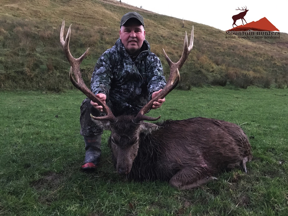 10 point Sika Stag